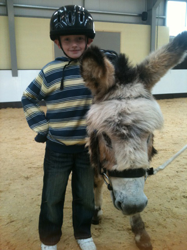 donkey assisted therapy belfast
